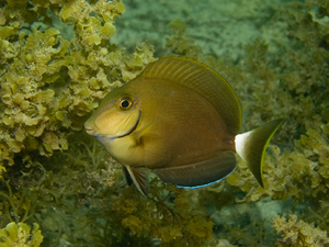 A young ocean surgeonfish