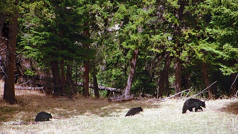 File:A033, Yellowstone National Park, Wyoming, USA, black bears, 2001.jpg