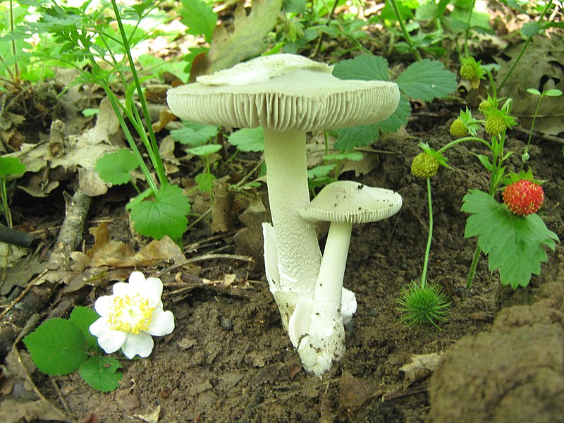 File:AMANITA VAGINATA (Bull. Fr.) Vittadini (5826169280).jpg