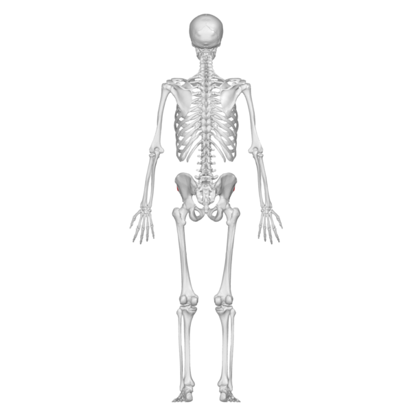 File:ASIS 01 posterior view.png