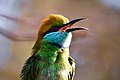 A colourful bird at Yala National Park.