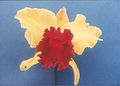 A and B Larsen orchids - Brassolaeliocattleya Brigitte Roche Dor 90-3.jpg