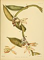 Vanilla moonii plate 91 in: Henry Trimen A hand-book to the Flora of Ceylon (1898)