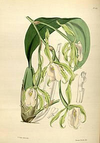 plate 164 Trichopilia fragrans