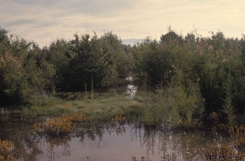 File:A shot of a salt cedar wetland in New Mexico.jpg