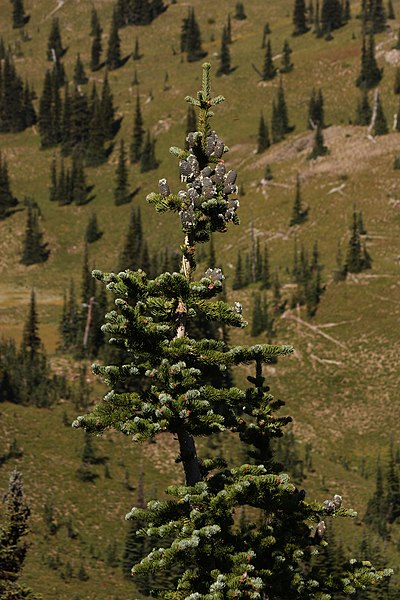 File:Abies lasiocarpa 6845.JPG