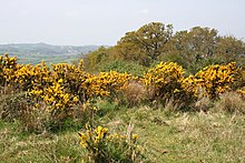 Above a Disused Quarry - geograph.org.uk - 1278044.jpg