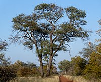 Acacia nigrescens, habitus, Steenbokpan, a.jpg