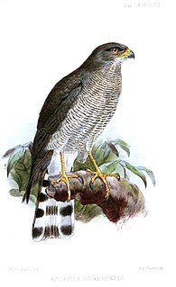 Ovambo sparrowhawk Species of bird