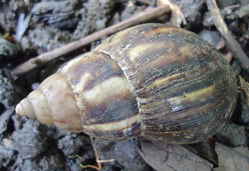 File:Achatina fulica (Giant African land snail).jpg