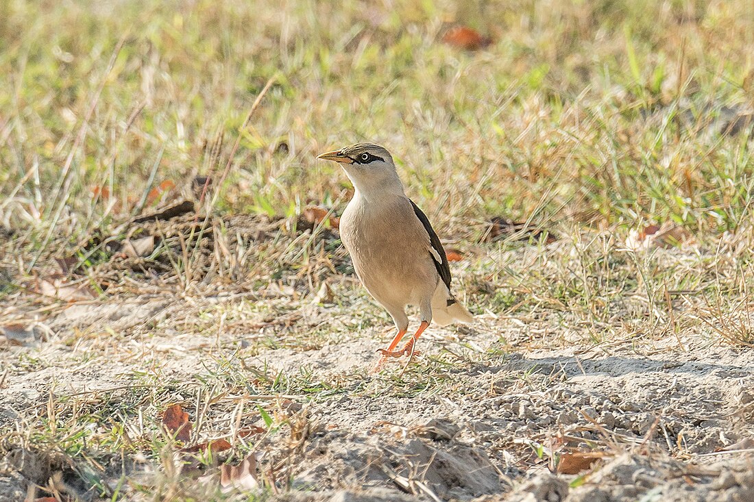 Vinous-breasted myna