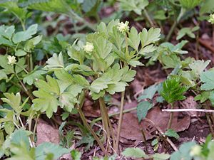 Adoxa moschatellina 210406.jpg