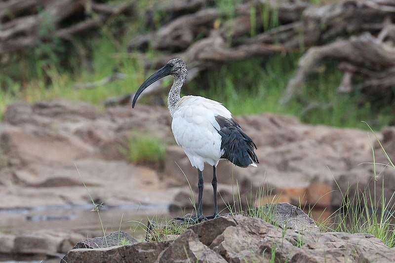 File:African sacred ibis in Zimbabwe.jpg