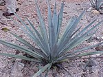 Zilā agave (Agave tequilana)