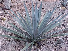 A young agave plant