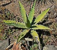 Agave xylonacantha 1.jpg