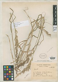 Agrostis platensis Parodi nmnhbotany 2133172 NMNH-00131102.jpg