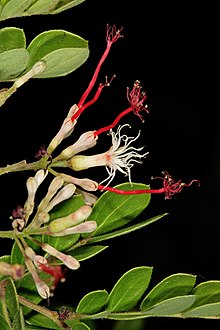 Albizia petersiana subsp. evansii 1DS-II 6524.jpg