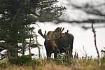 Národní park Alces alces Cape Breton Highlands.jpg