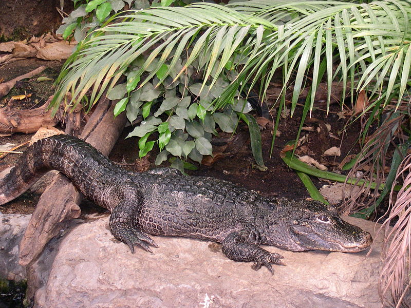 Chinese alligator - Wikipedia