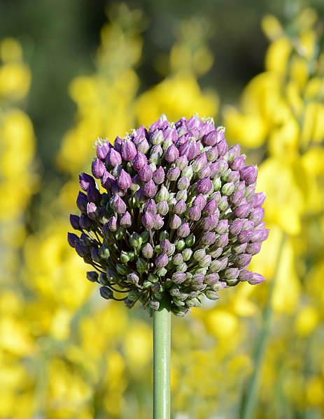 File:Allium May 2013-2a.jpg