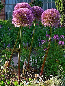 Allium giganteum Habitus