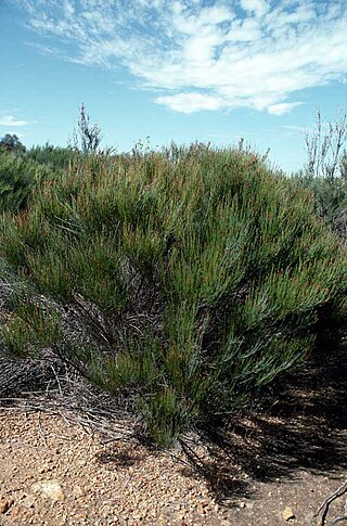 <i>Allocasuarina campestris</i> Species of flowering plant