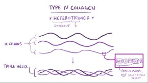 ملف:Alport syndrome.webm