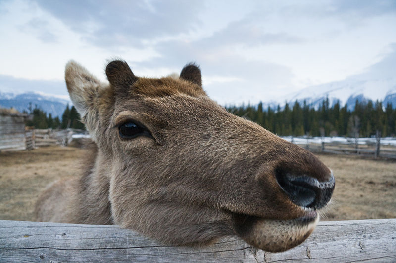 File:Altai maral 1.jpg