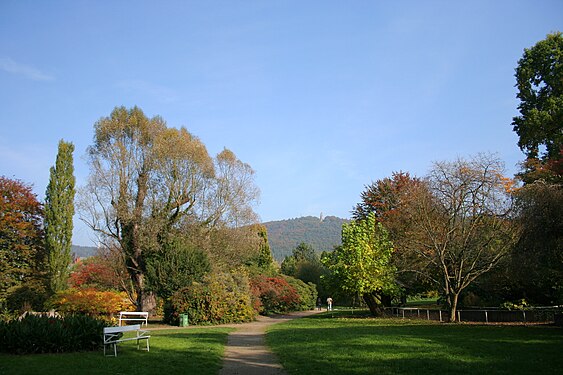 Alte Weide am Teich (Foto 2007)