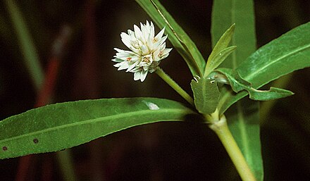 The invasive species Alternanthera philoxeroides (alligator weed) was controlled in Florida (U.S.) by introducing alligator weed flea beetle.
