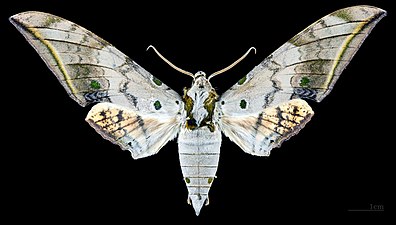 Ambulyx sericeipennis okurai ♂