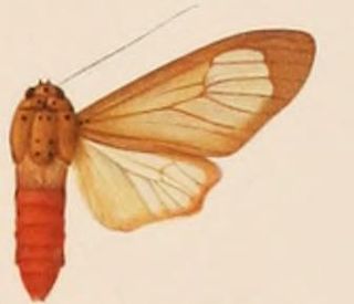 <i>Amerila roseomarginata</i> Species of moth