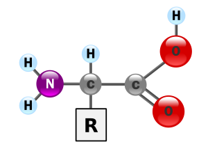 The central carbon atom has four bonds: one to the variable side chain (referred to as R), one to a hydrogen atom, one to an amino group (NH2) and one to a carboxyl group (COOH).