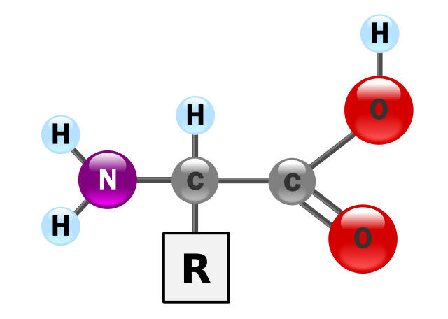 Hemp protein - Wikipedia