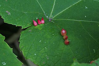 <i>Ampelomyia conicocoricis</i> Species of fly