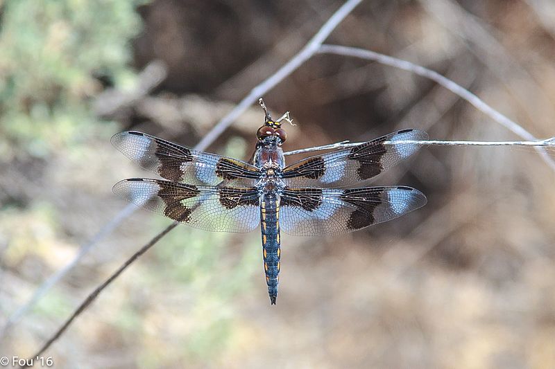 File:An interesting morning among the Pothole Lakes & the Wetlands to Rimrock trails - oh to be a dragonfly on gossamer wings!! - (28114518233).jpg