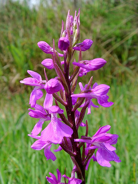 File:Anacamptis palustris subsp. robusta - Mallorca 02.jpg