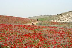 חבל לכיש: תולדותיו, יישובי חבל לכיש, לקריאה נוספת