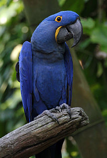 Hyacinth macaw Species of bird (parrot)