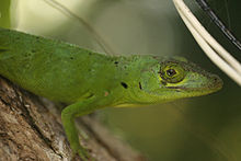 Anolis cuvieri кескіні 2.jpg