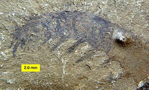 アノマロカリスの前部付属肢の化石はかつてコノハエビ類の胴部と誤解釈された