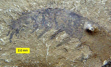 アノマロカリスの前部付属肢の化石はかつてコノハエビ類の腹部と誤解釈された