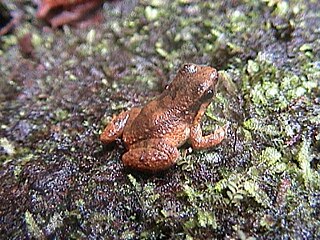 <i>Anomaloglossus degranvillei</i> species of frog