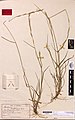 Anthosachne kingiana multiflora (Endl.) Govaerts (AM AK2017).jpg