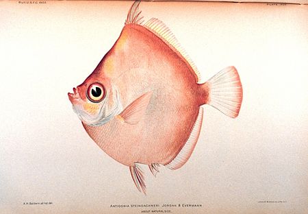 Antigonia (ikan)