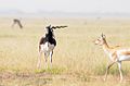 Antilope cervicapra courtship.jpg