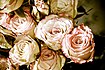 Antique Roses (3840005398).jpg