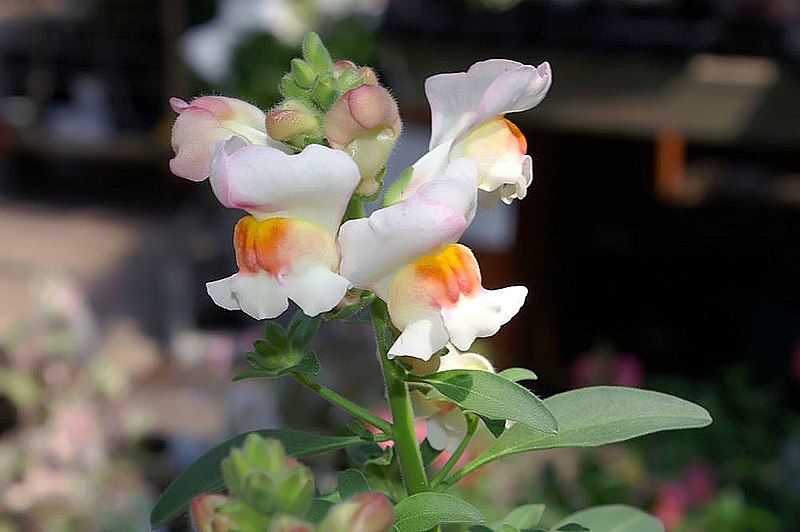 File:Antirrhinum Crocodile Peach 0zz.jpg