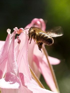 Apis mellifera